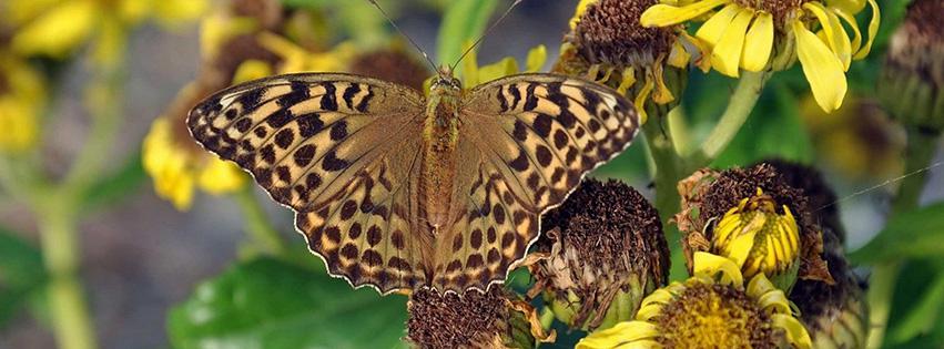 nature-butterfly-facebook-cover-photo.jpg