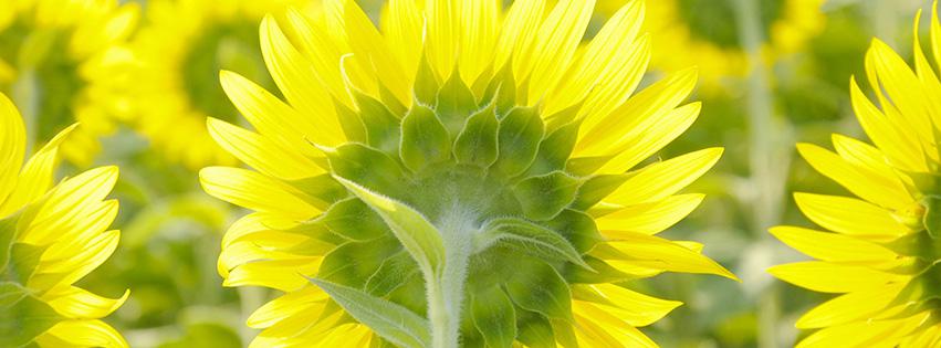 sunflower-back-shot-facebook-cover-photo.jpg