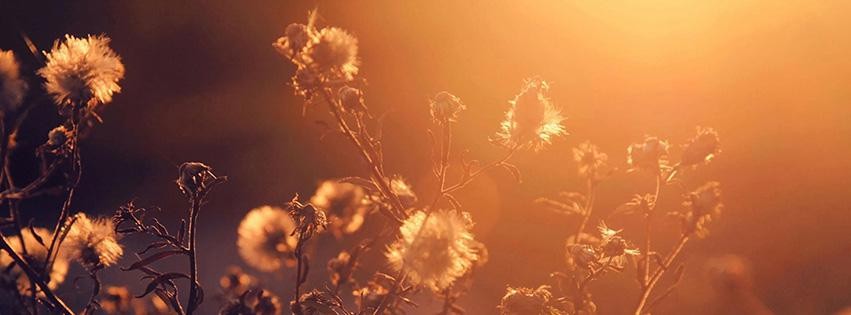 sunset-light-facebook-cover-photo.jpg