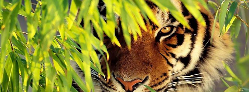 tiger-animal-facebook-cover-photo.jpg