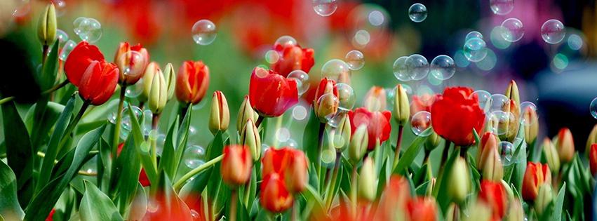 tulips-bubble-facebook-cover-photo.jpg