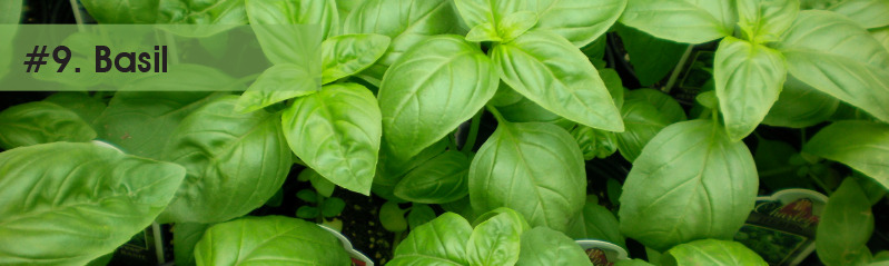 9.-Basil.jpg
