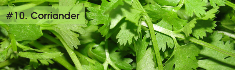 10-corriander.jpg