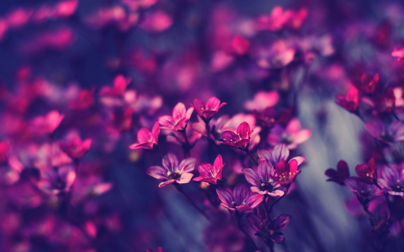 خلفيات زهور خمراء وزهور زرقاء , صور ازهار ممزوجة بالوان , اروع صور زهور