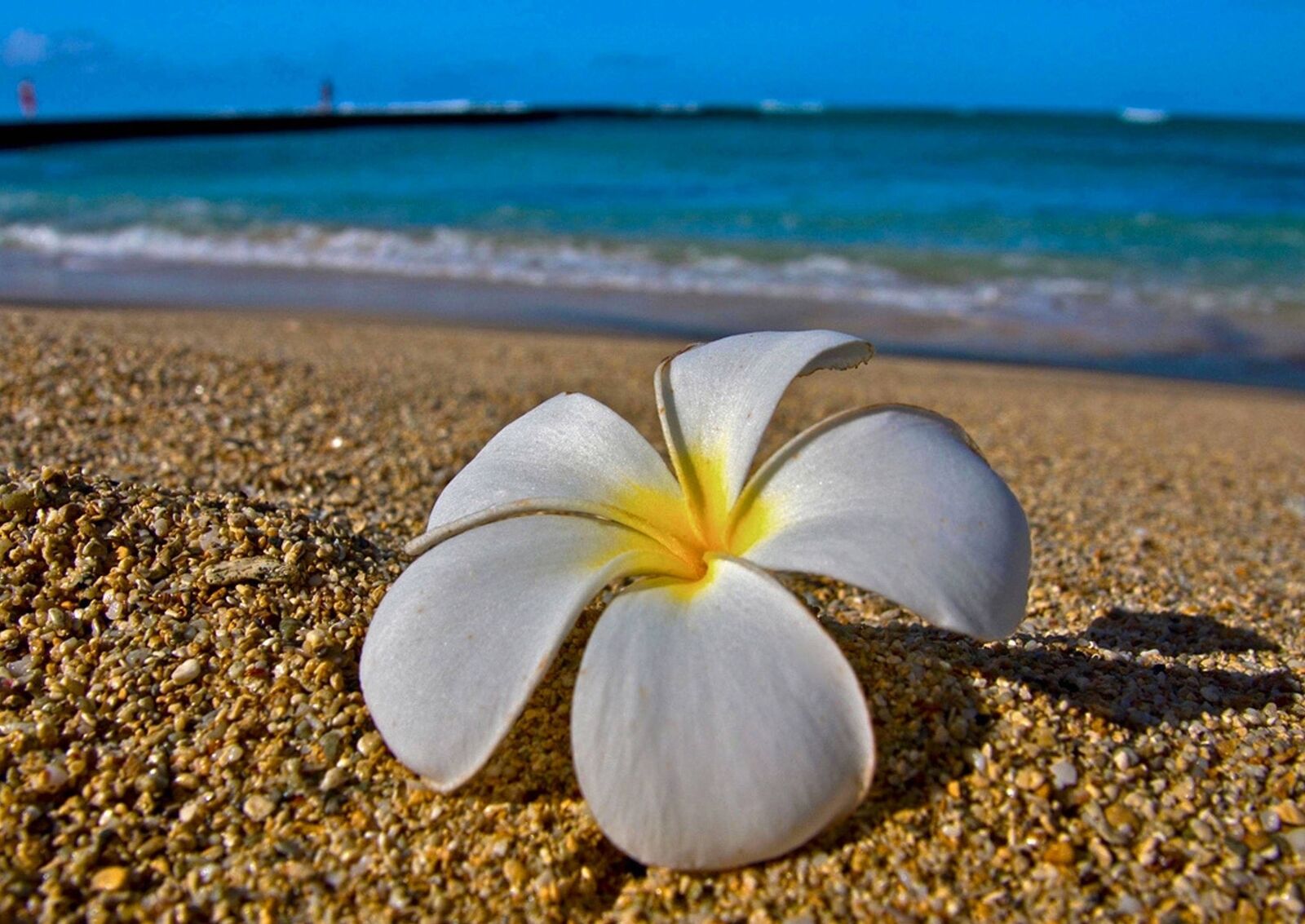 خلفيات زهور الشاطئ 2022 اجمل الزهور على الشاطئ Beach Flowers