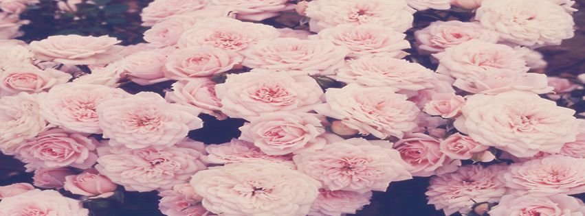 flowers-love-pink-plant-pretty--.jpg