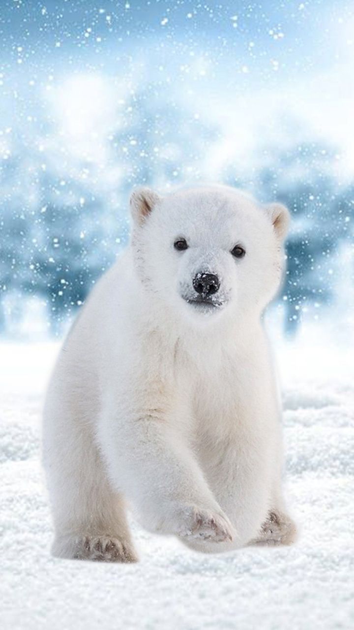 خلفيات الدب القطبي روعة , اجمل صور للدب القطبى الابيض , 2022 Polar Bear