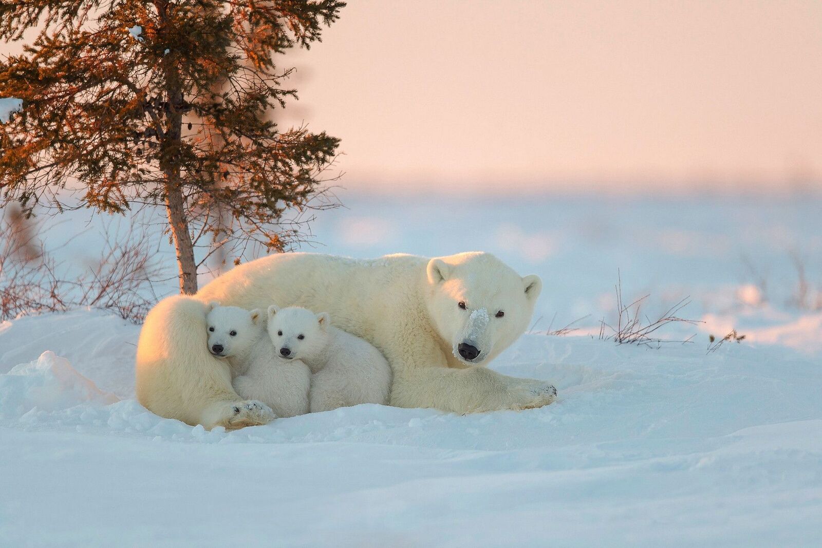 خلفيات الدب القطبي روعة , اجمل صور للدب القطبى الابيض , 2021 Polar Bear