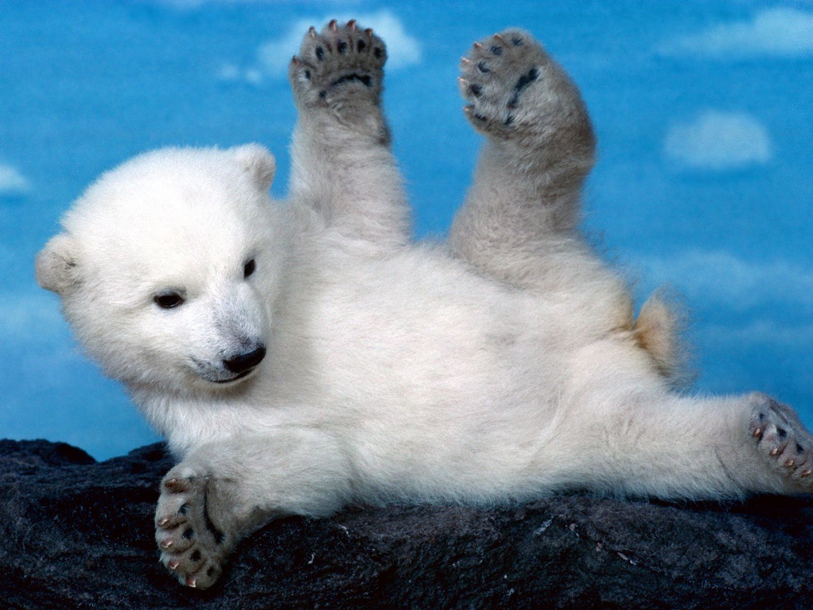 خلفيات الدب القطبي روعة , اجمل صور للدب القطبى الابيض , 2021 Polar Bear