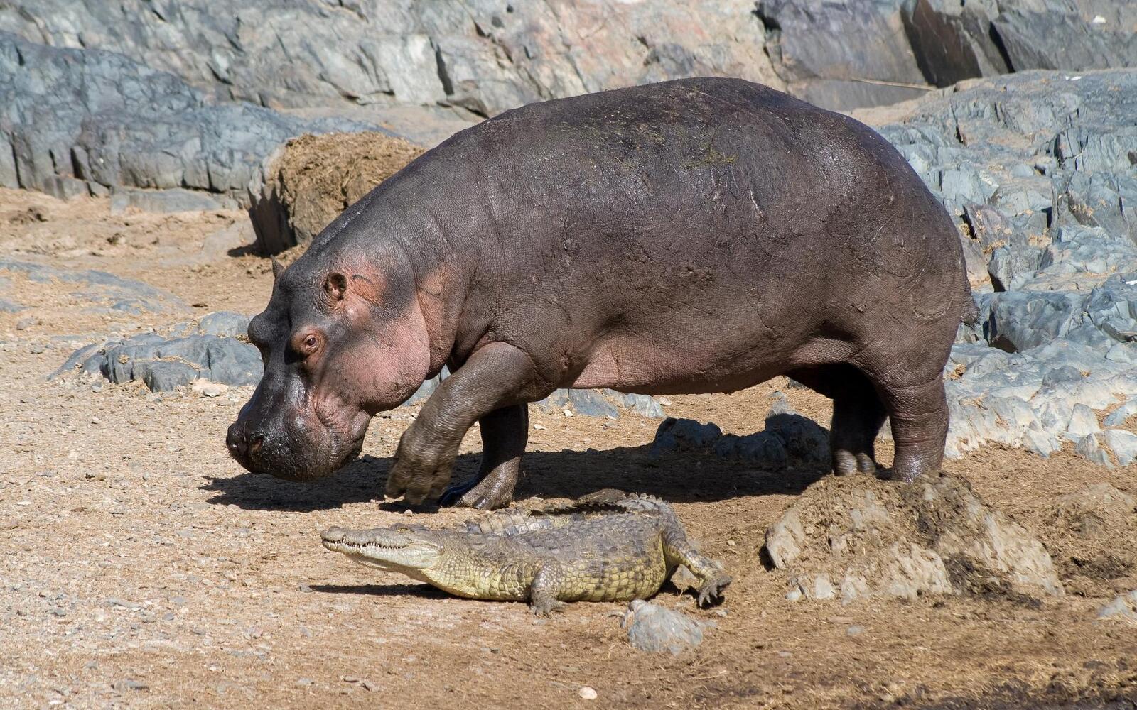 اجمل صور حيوان فرس النهر, خلفيات مرعبة لفرس النهر , Hippopotamus