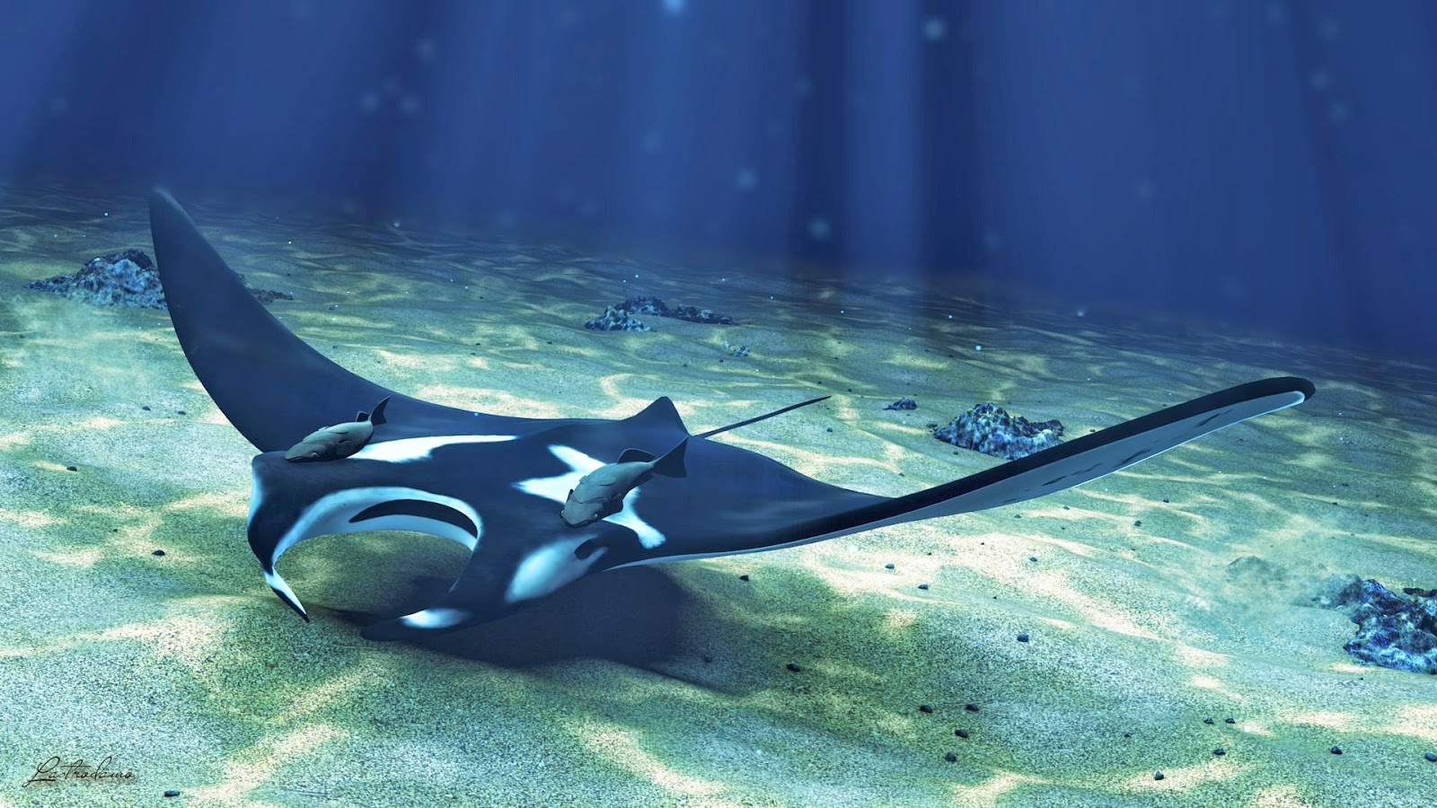 خلفيات مانتا راي روعة , شيطان البحر بالصور , 2023 Manta Ray Wallpapers