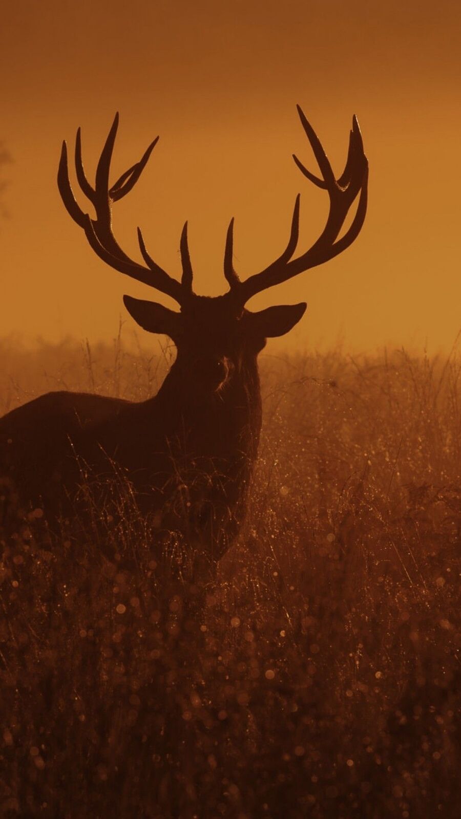  Buck Wallpapers 2027 