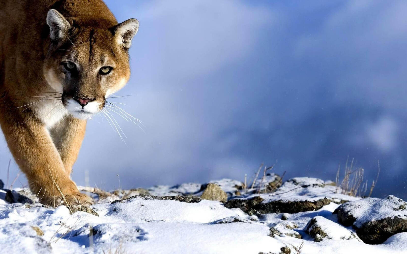  Hd 2027 Mountain Lion 