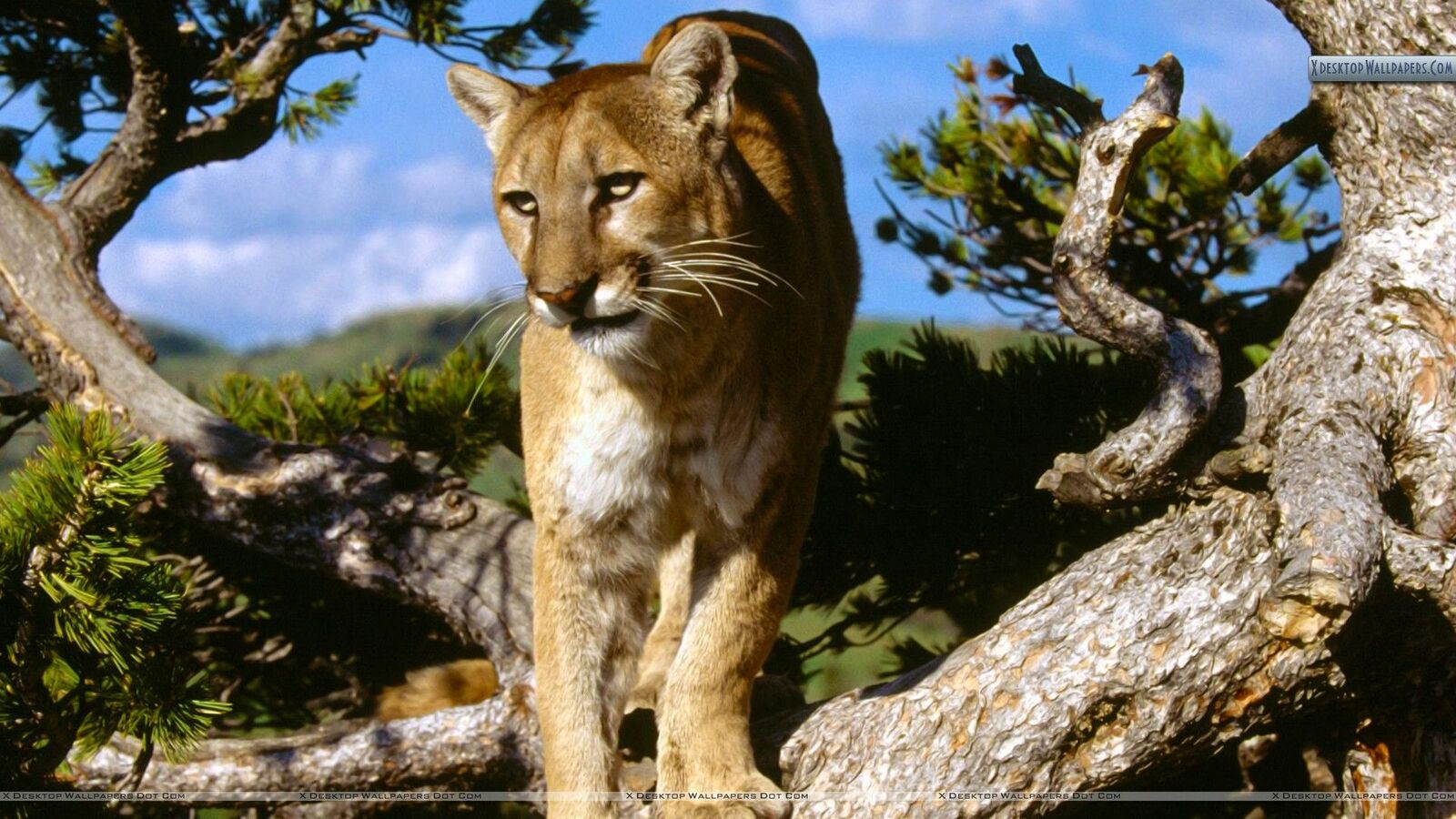  Hd 2027 Mountain Lion 