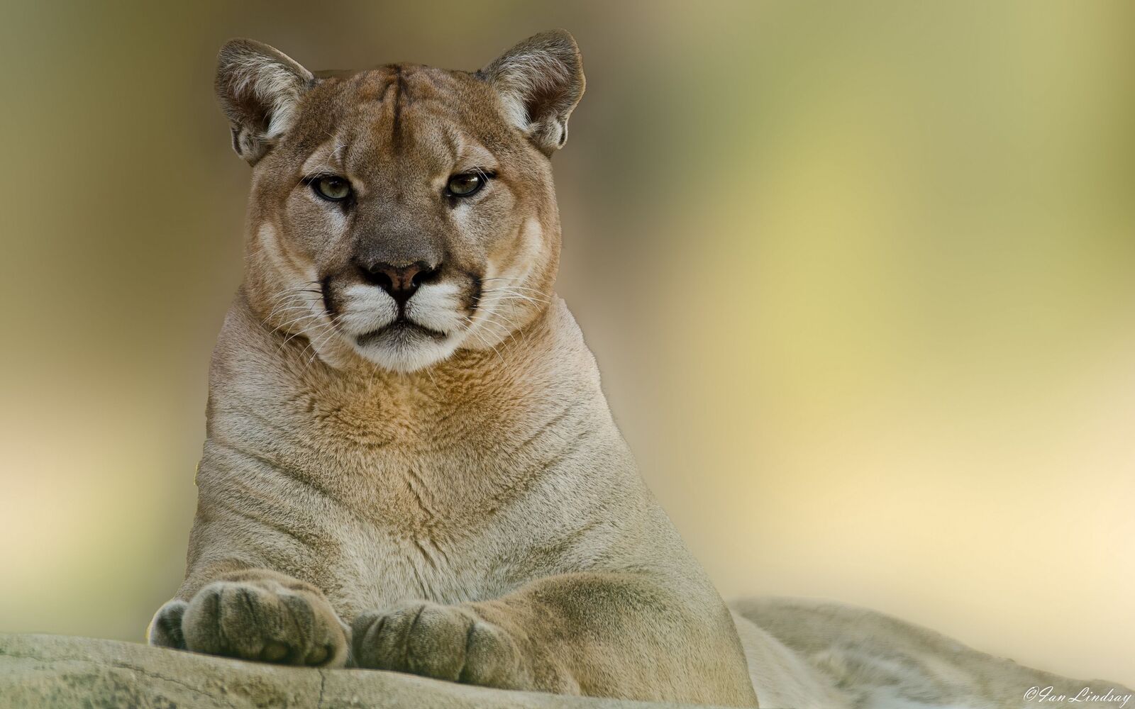 Hd 2027 Mountain Lion 