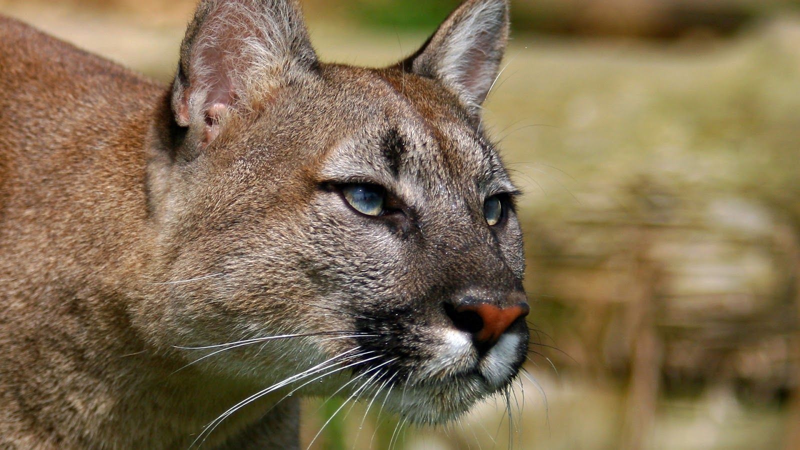  Hd 2027 Mountain Lion 