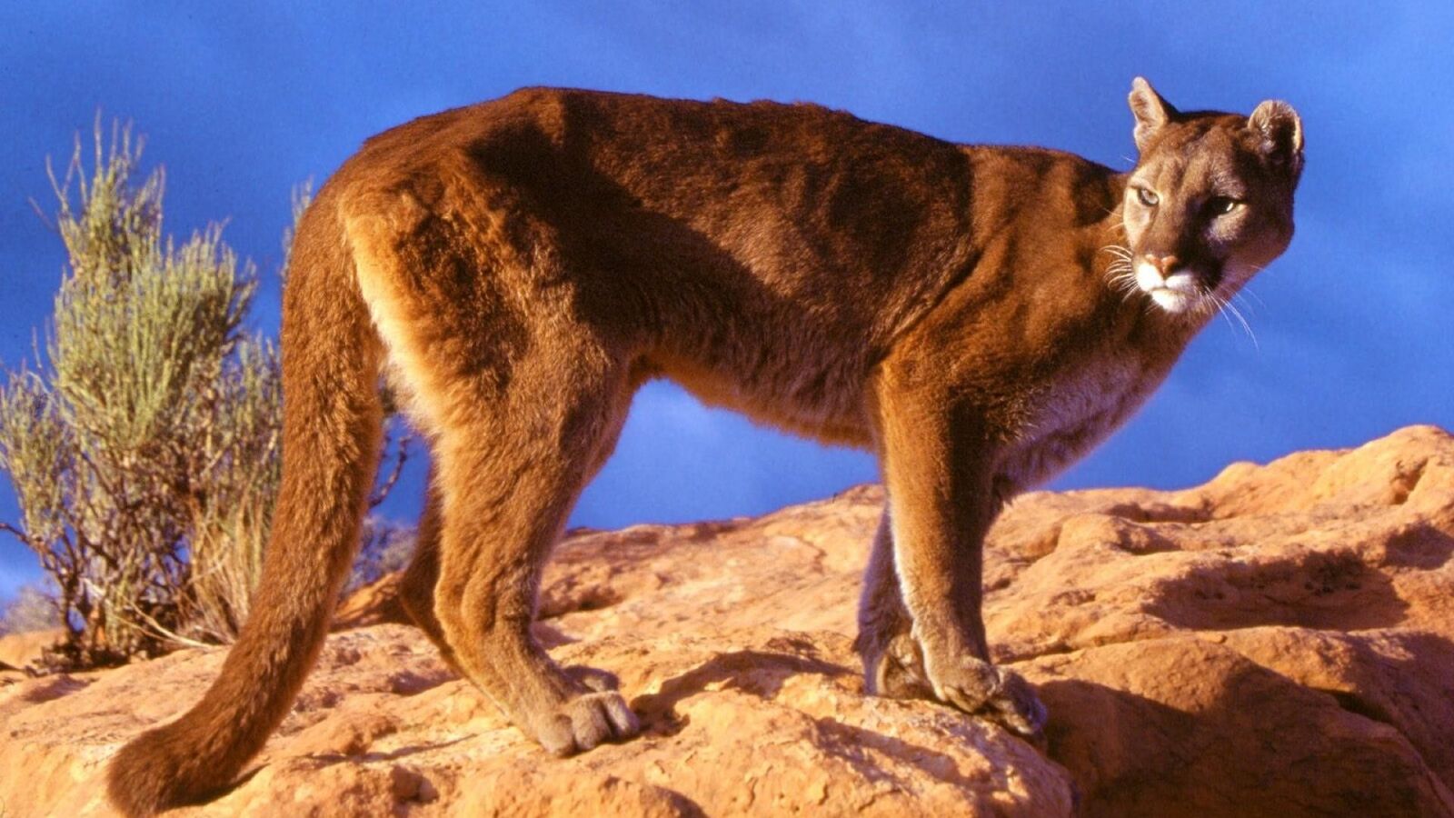  Hd 2027 Mountain Lion 