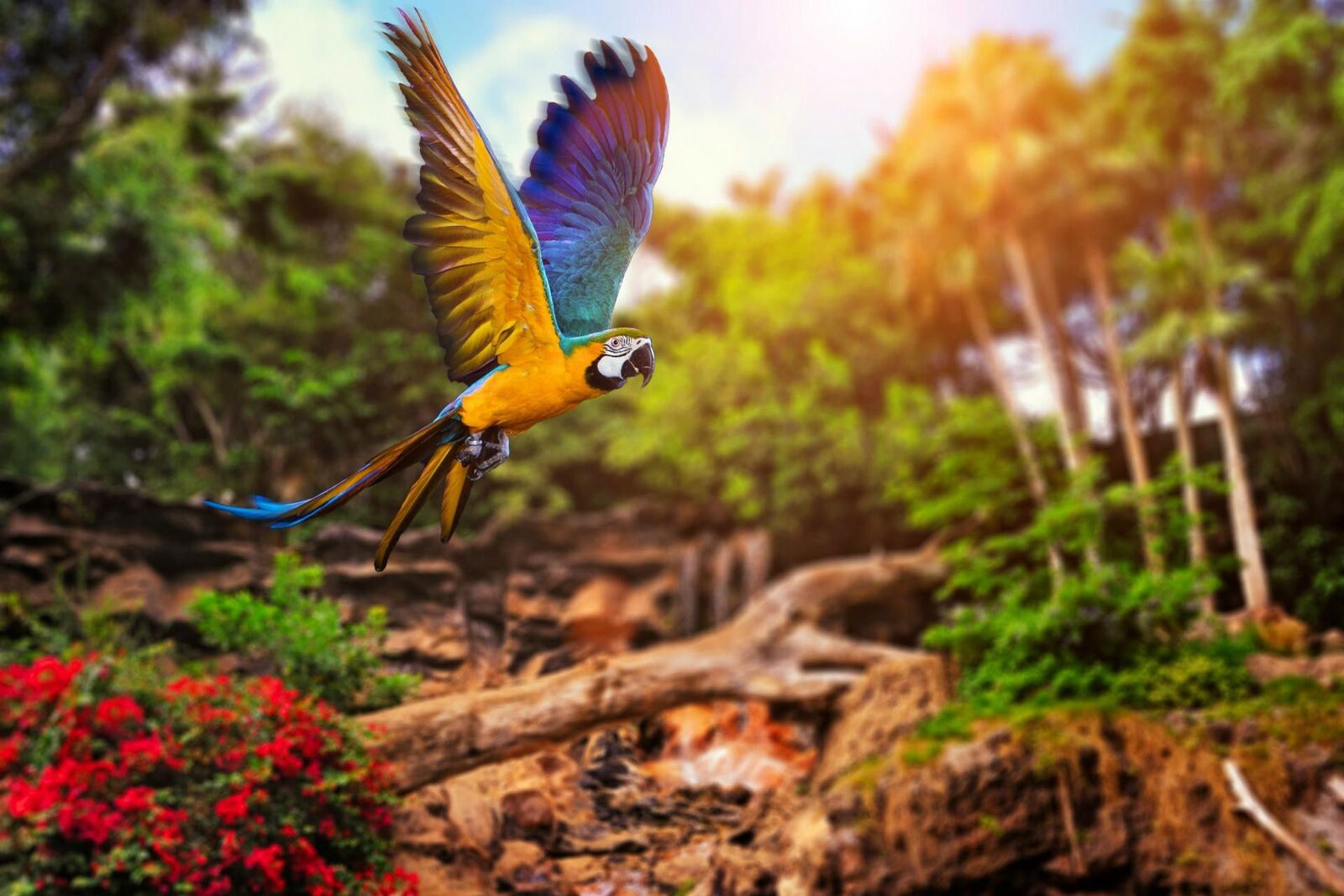 خلفيات طائر الببغاء , صور الببغاء بالوان الطيف , اجمل صور لطائر الببغاء 2021 | صقور الإبدآع