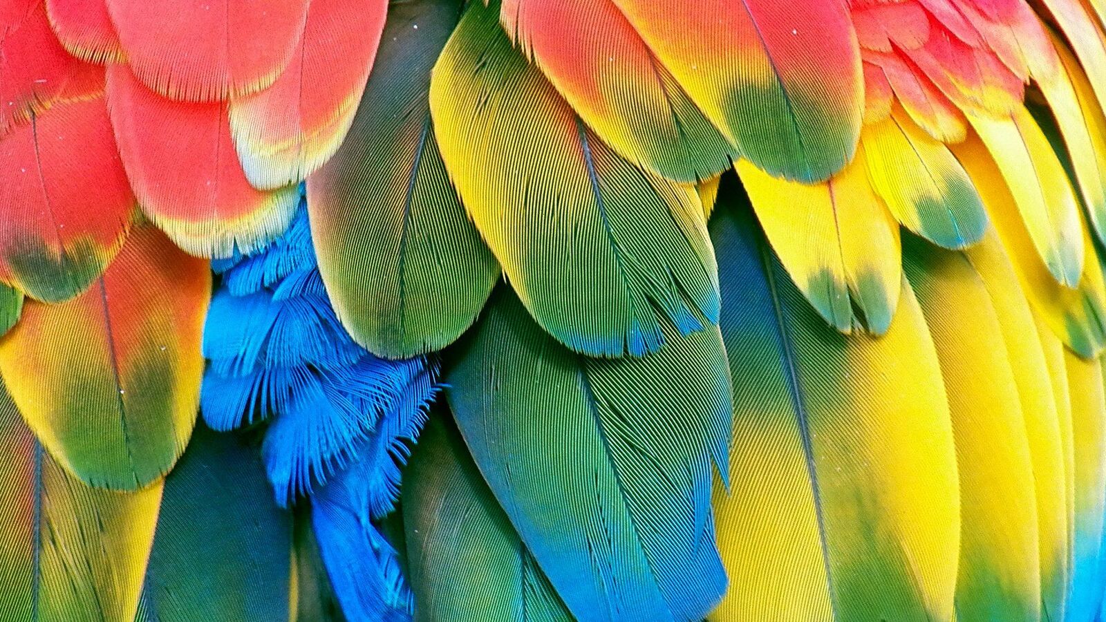خلفيات طائر الببغاء , صور الببغاء بالوان الطيف , اجمل صور لطائر الببغاء