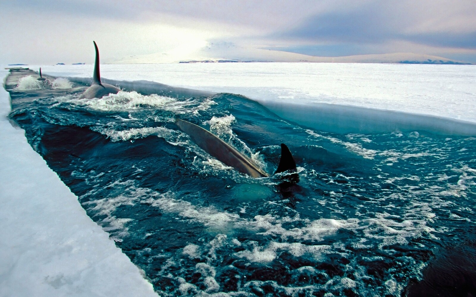 اجمل صور حوت مميزة , خلفيات مميزةدلفين لاوركا , 2024 Orca Wallpapers