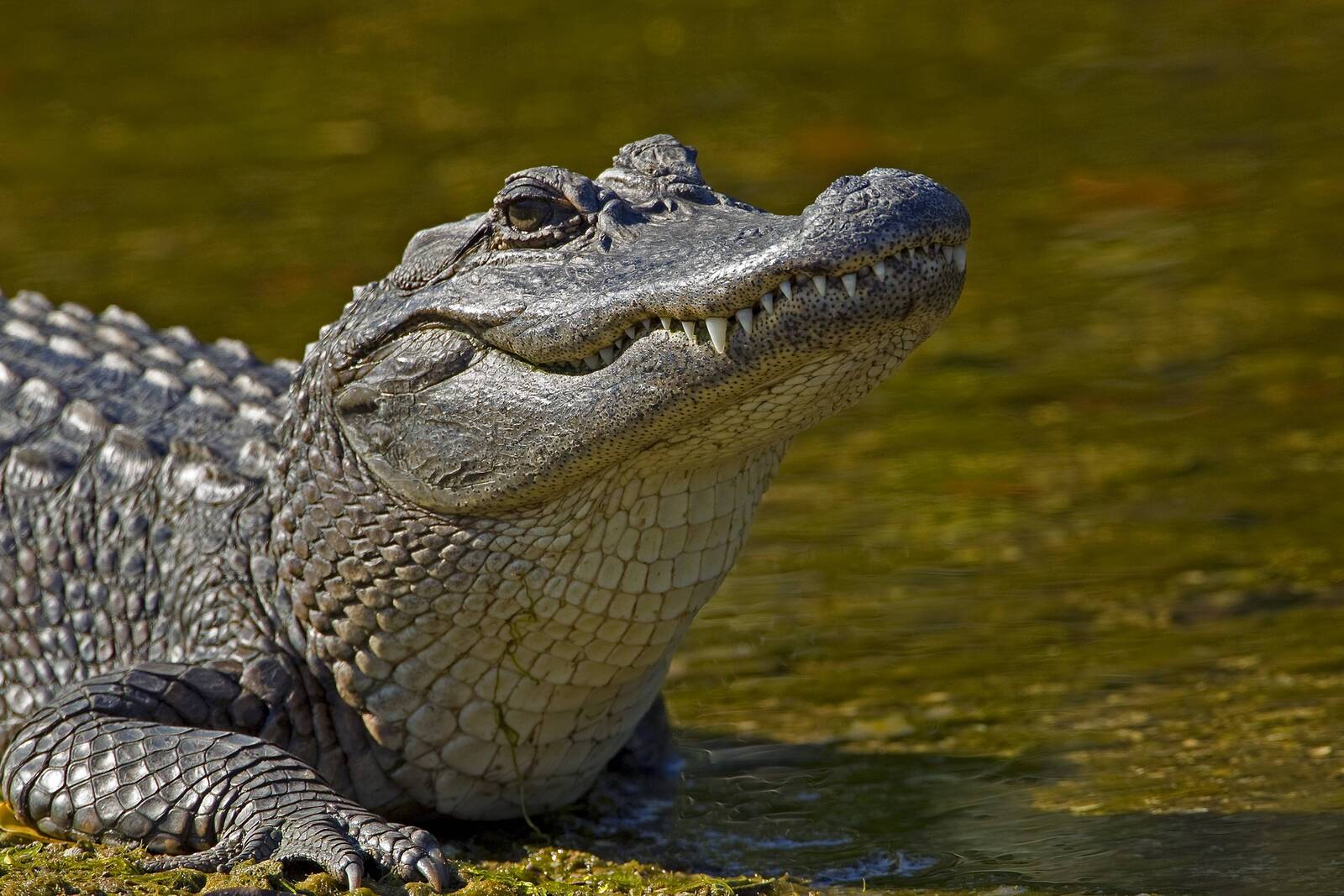افضل صور التمساح , خلفيات تمساح مرعب , 2024 Alligator Wallpapers | صقور