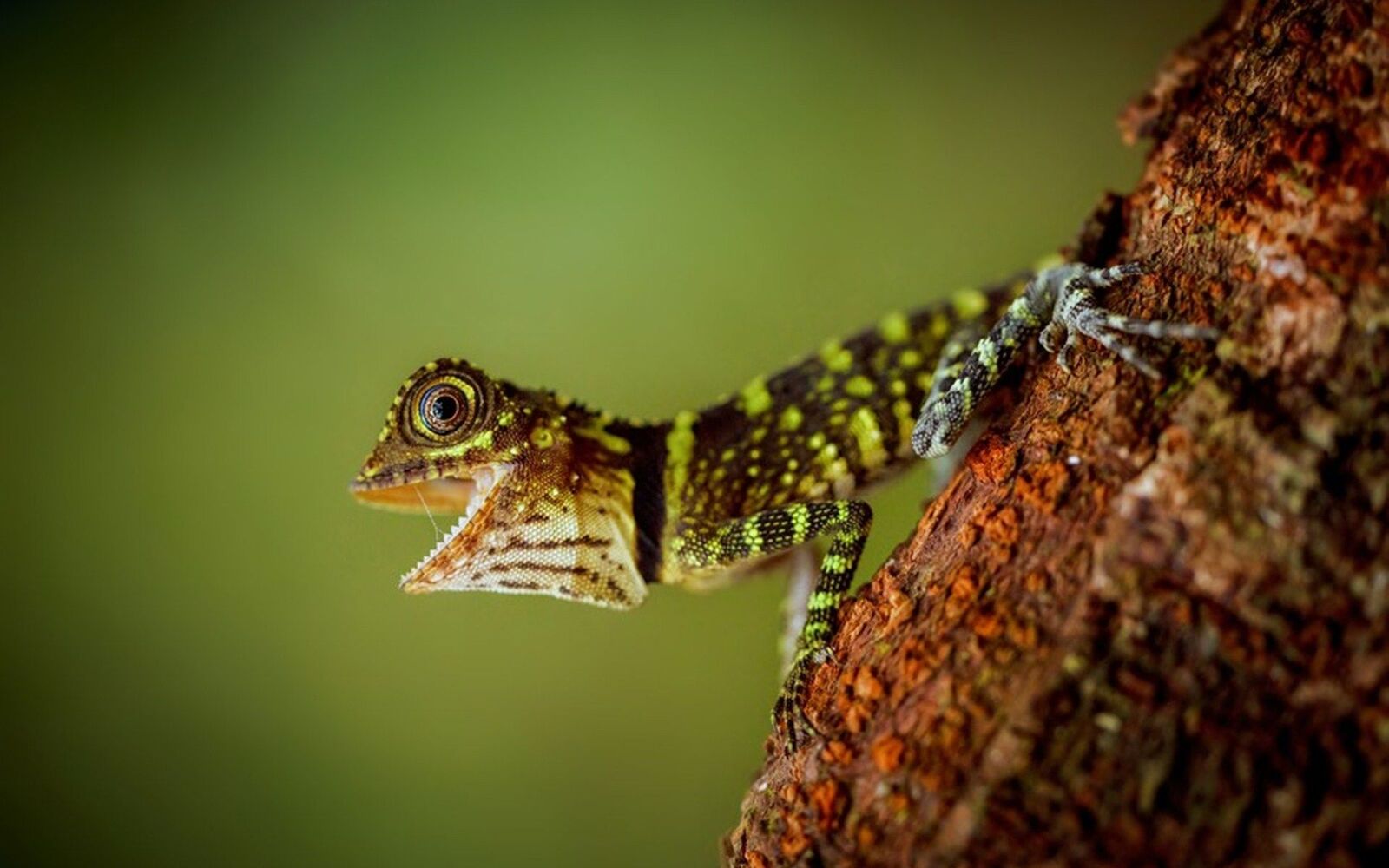 خلفيات سحلية متنوعة , اجمل صور زواحف سحلية , 2024 Lizard Wallpapers