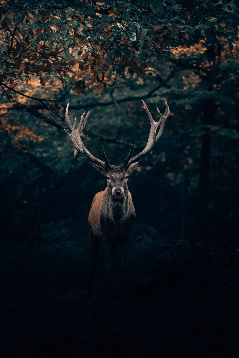  4K Deer 