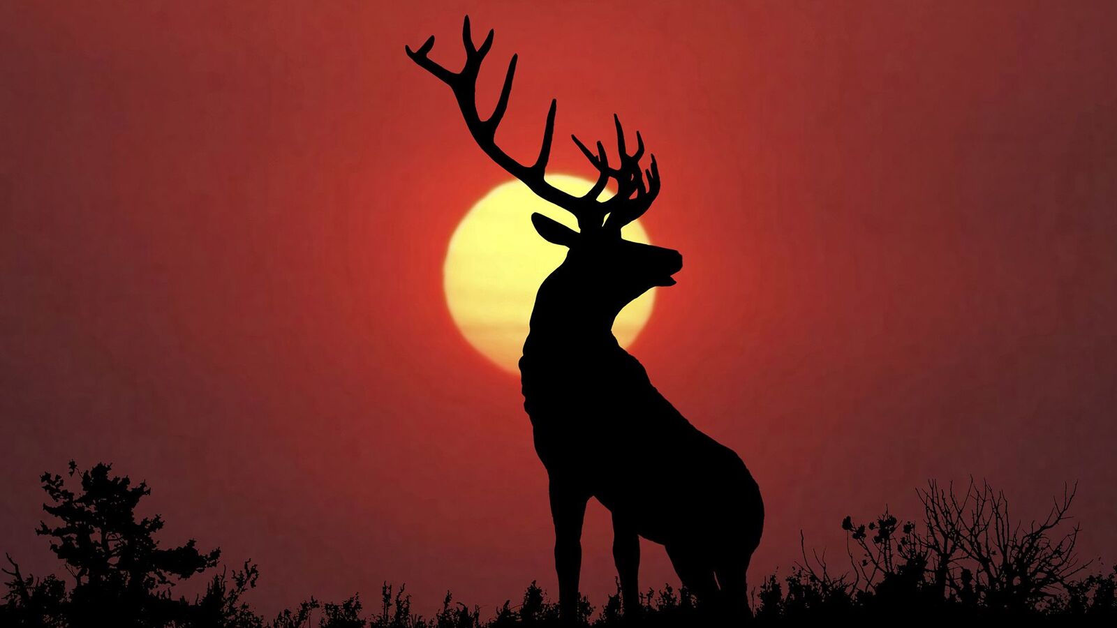  4K Deer 