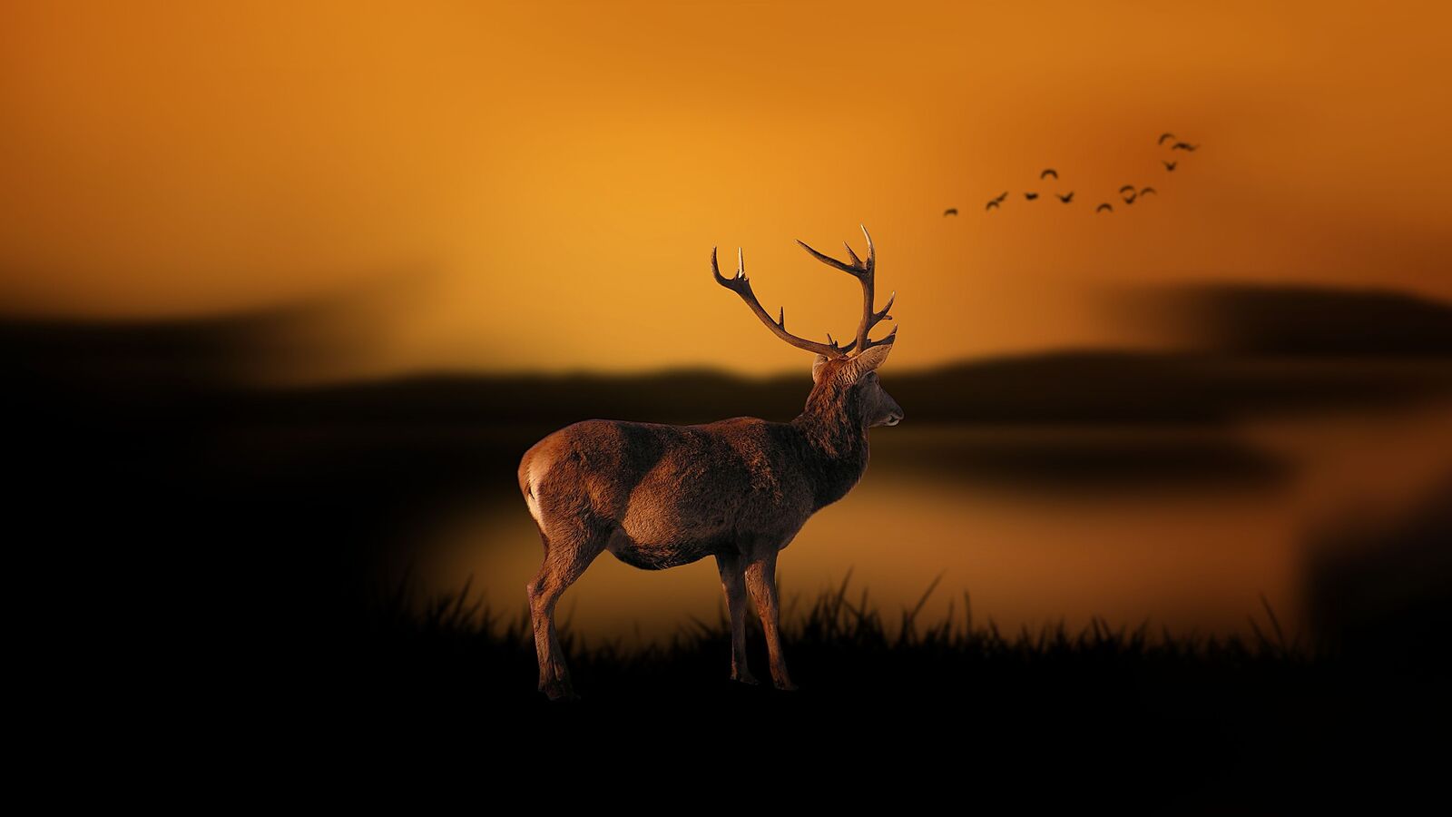  4K Deer 
