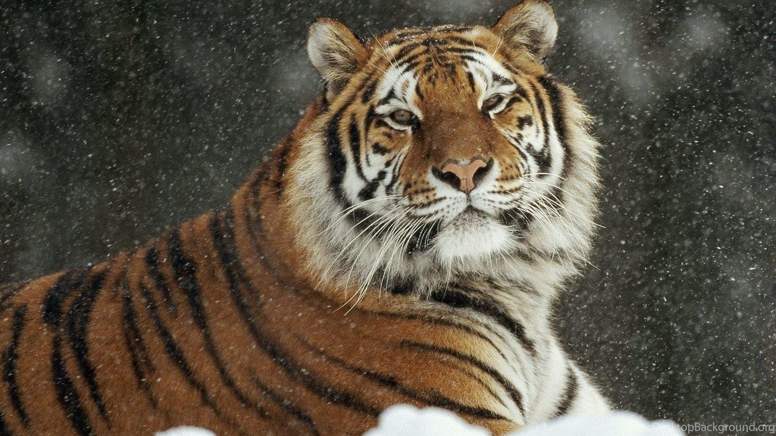 خلفيات النمر الأبيض روعة , اجمل صور النمر متحركة , HD Snow Tiger