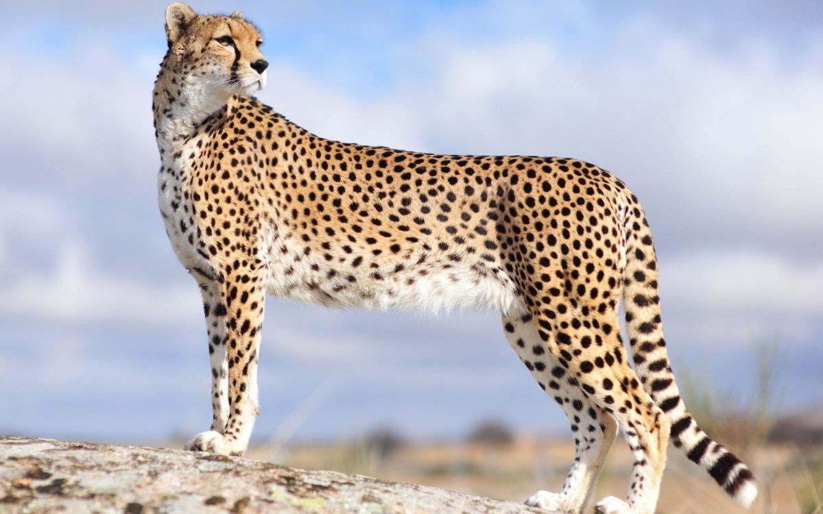 صور الفهد الاسود عالية الدقة , خلفيات الفهد المتنوعة , 2021 Cheetah