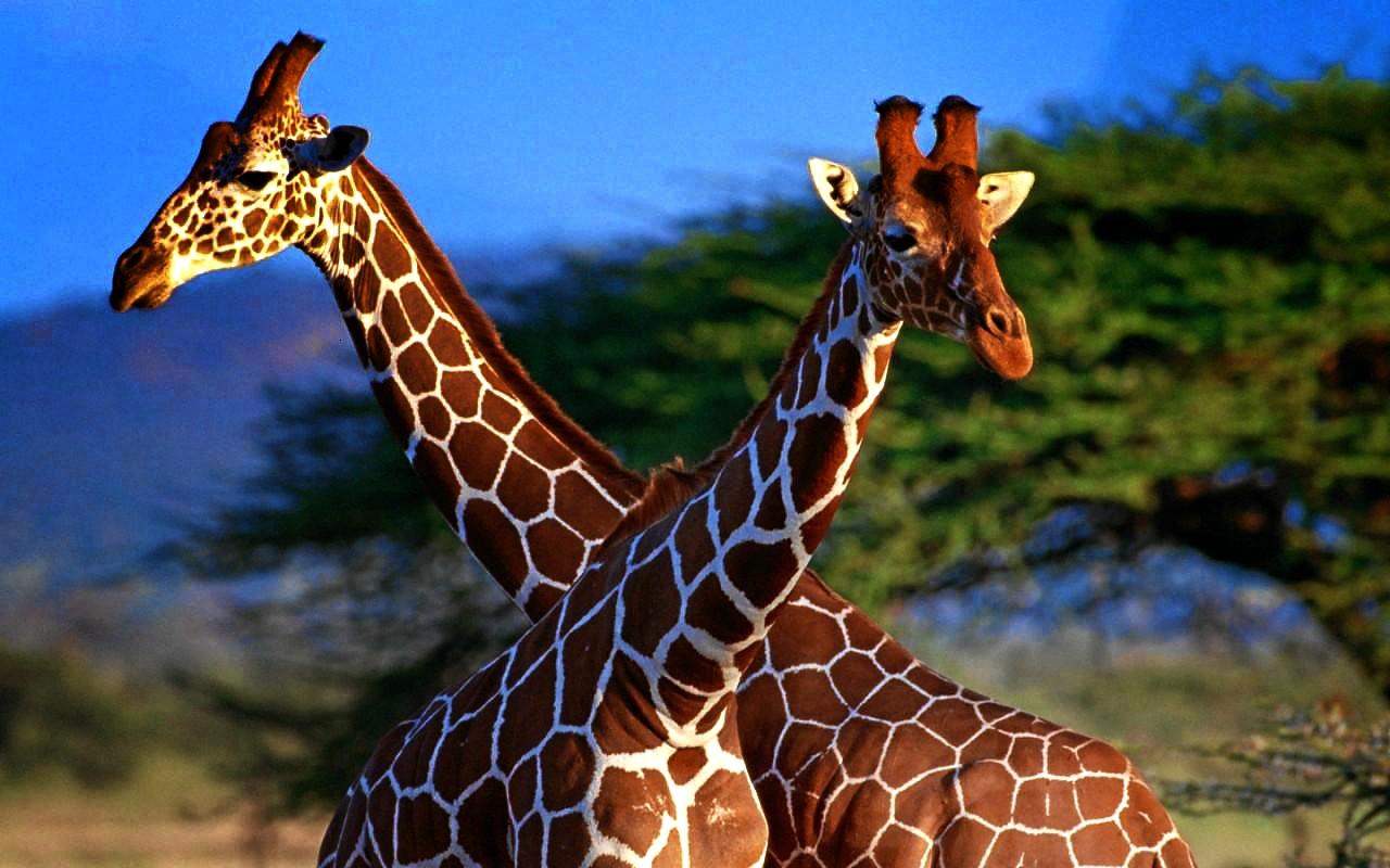 بالصور زرافة عالية الدقة , اجمل خلفيات الزرافة , 2024 Giraffe