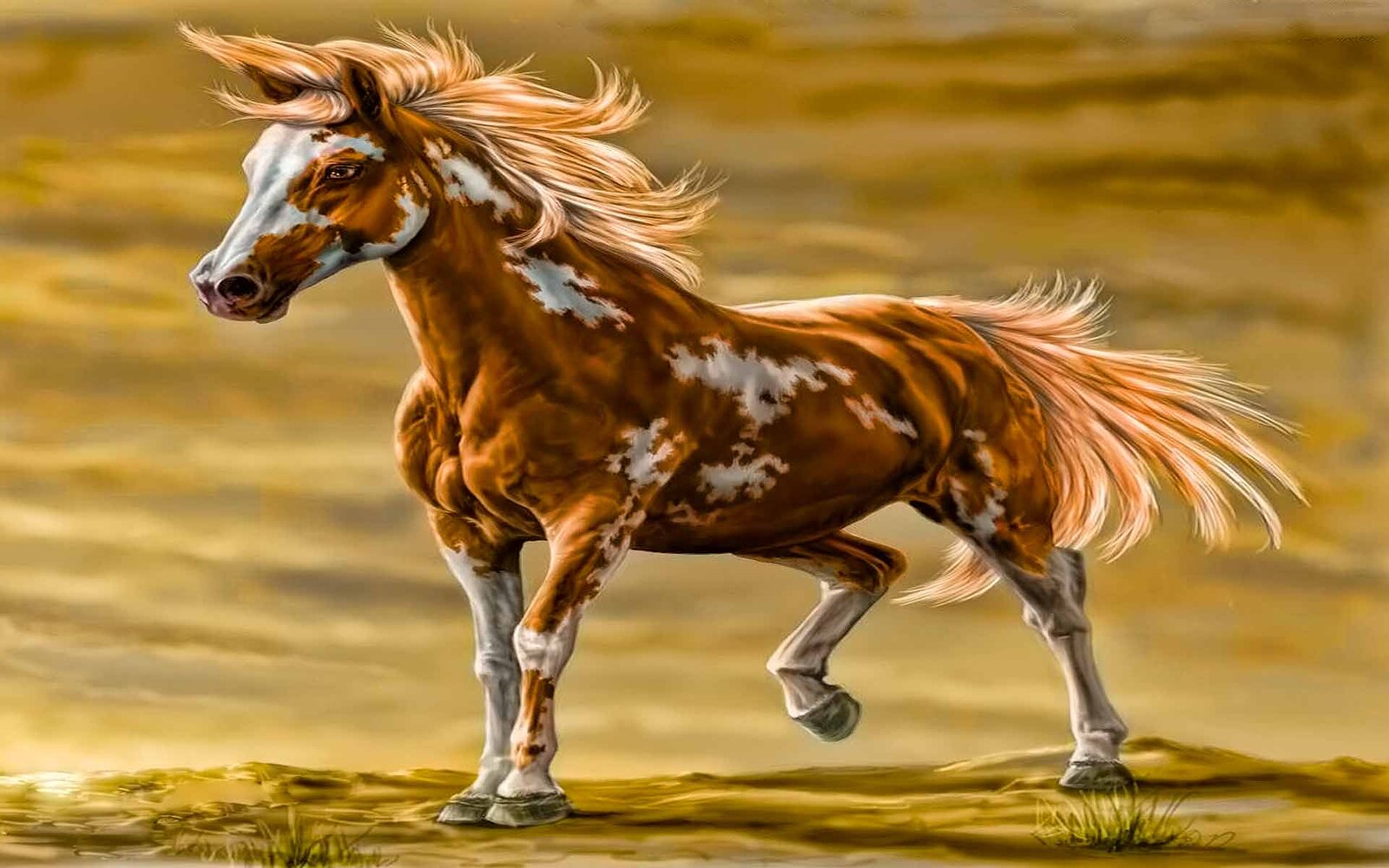 خلفيات حيوان الخيل البري , افضل صور الخيول البرية , Wild Horses