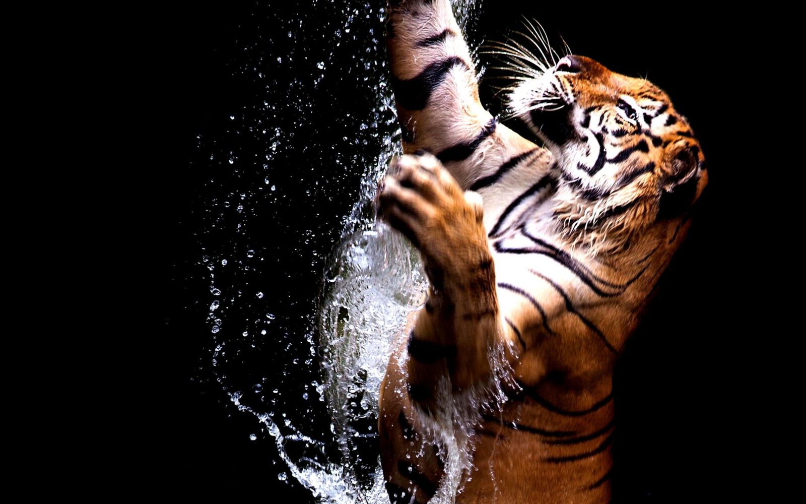 خلفيات النمر مميزة , اجمل صور النمور الملونة , 2021 8K Tiger UHD