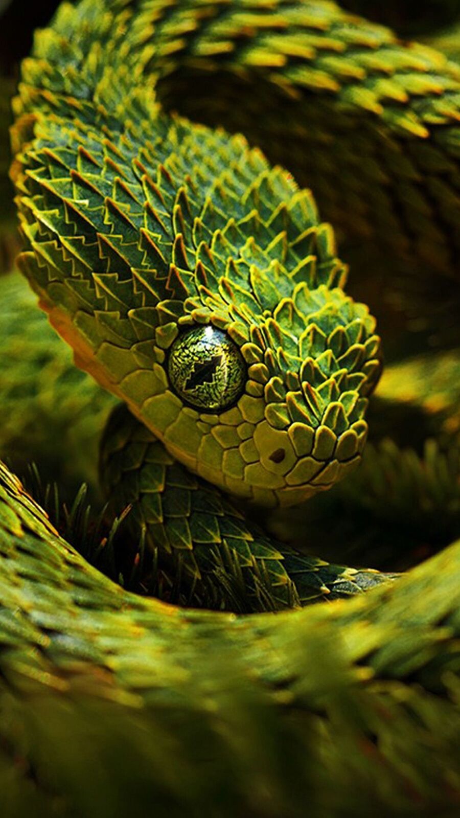 اجمل صور ثعبان للايفون , خلفيات مصورة ثعابين رعب , 2021 Snake iPhone