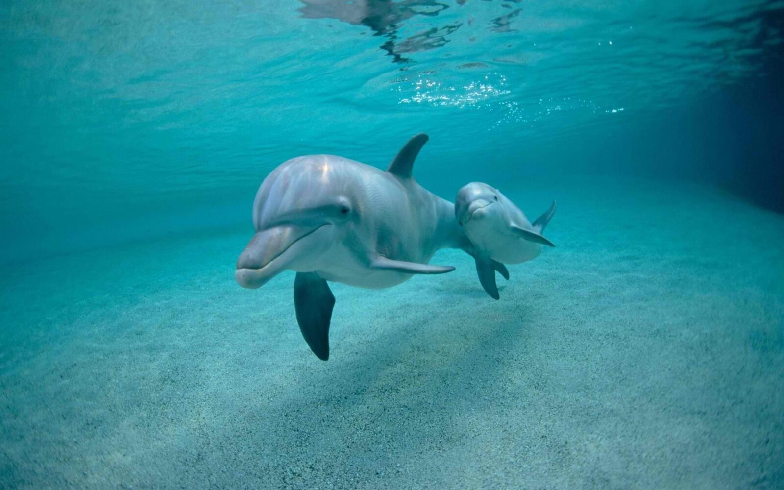 اجمل صور بيبى دلفين , خلفيات روعة دولفين صغير , 2024 Baby Dolphin