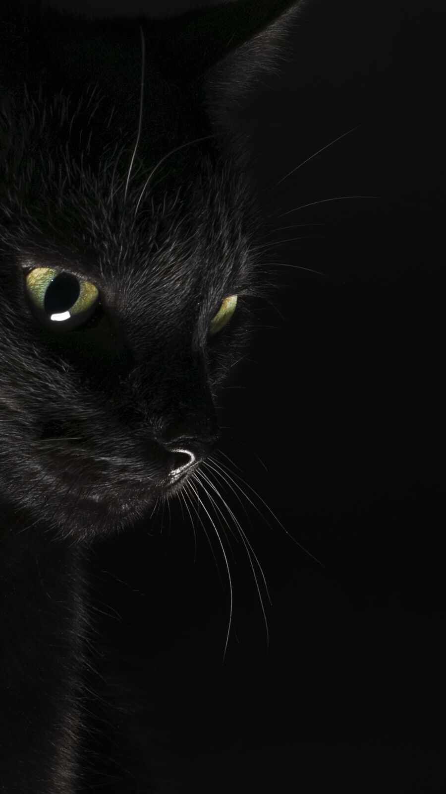 خلفيات أنمي القط بلاك كات , صور القطة السوداء , 2021 Black Cat