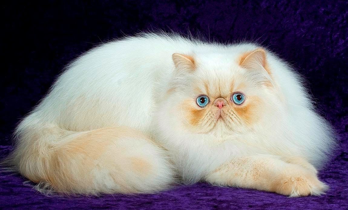 خلفيات القط الشيرازى روعة , اجمل صور القط الفارسى , 2024 Persian Cat