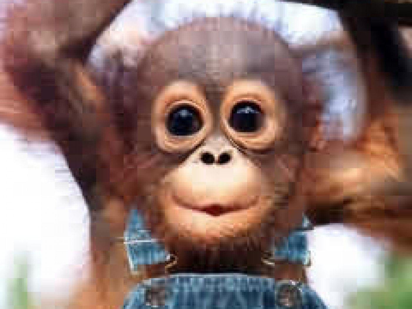 اروع صور قرود , خلفيات مميزة للقرد , 2024 Cute Monkey Wallpapers | صقور