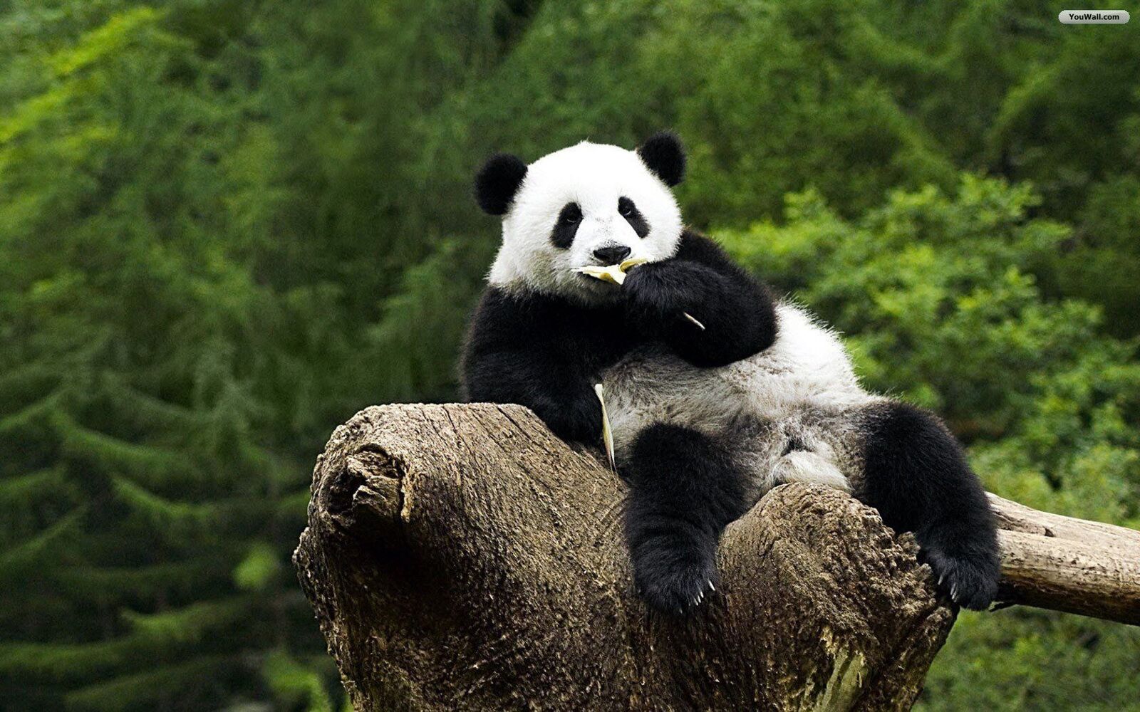 خلفيات الدب الباندا , اجمل صور HD الدببة باندا ,صور خلفيات دب باندا