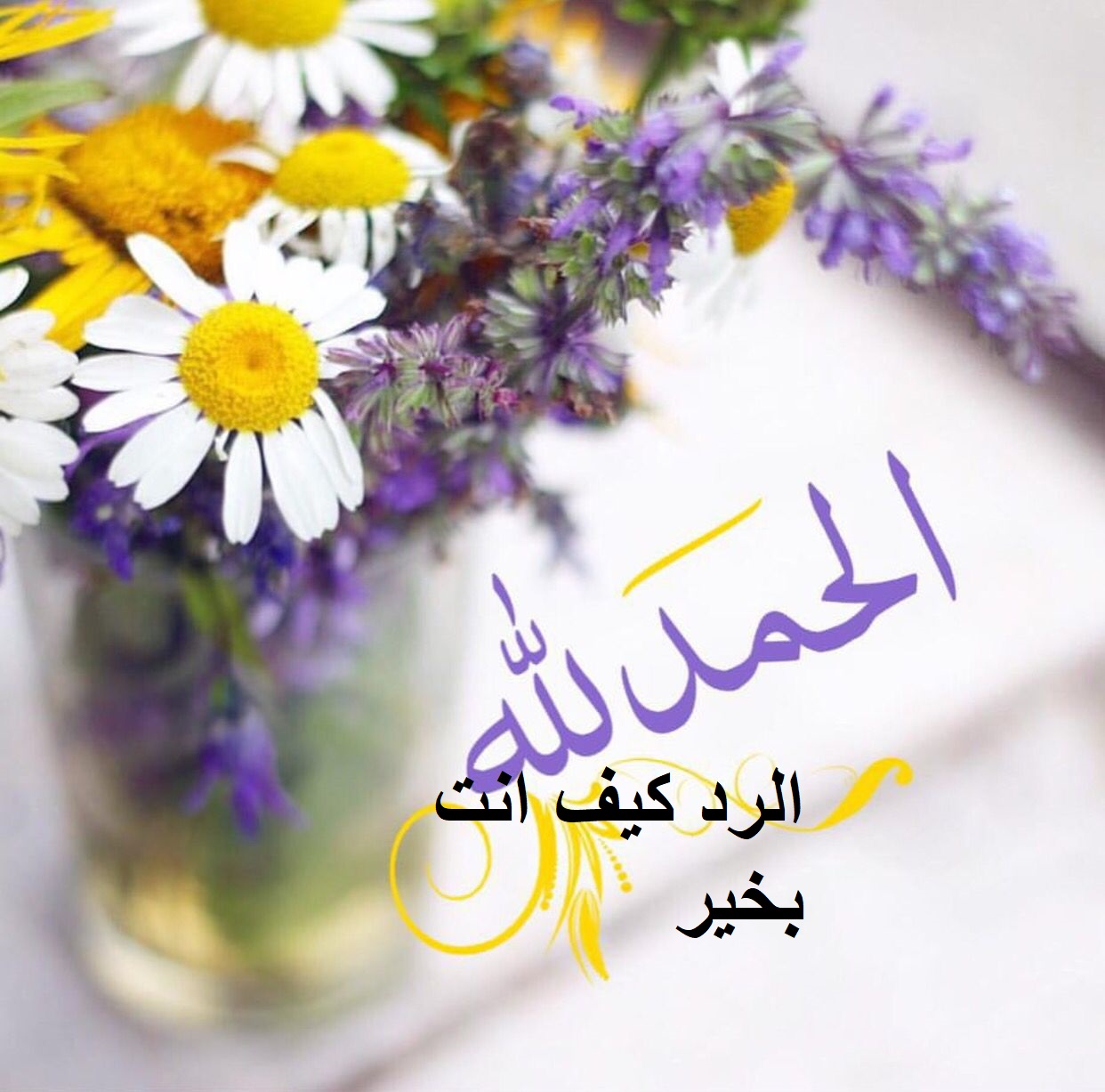 الرد كيف انت.jpg