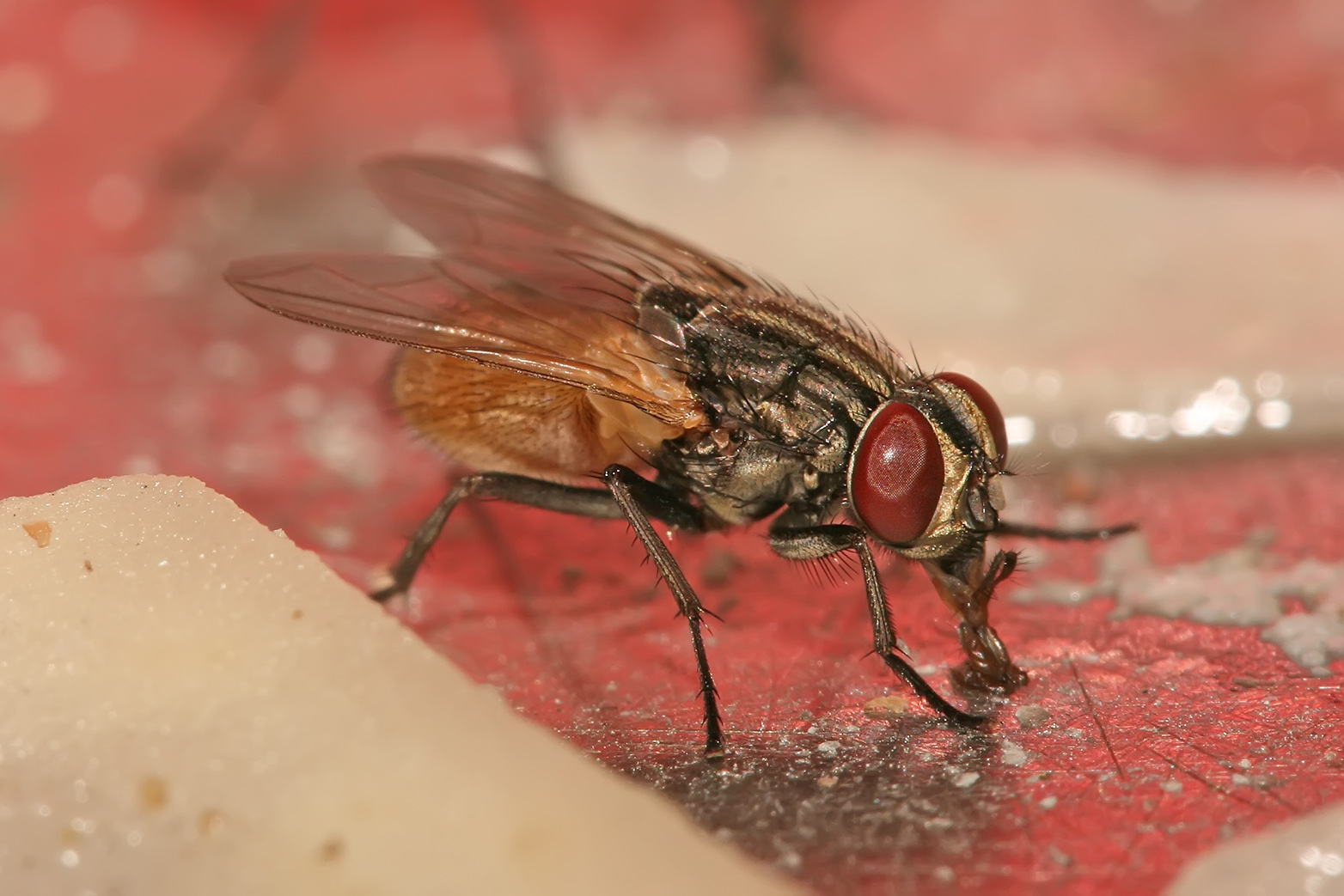 Musca_domestica_housefly.jpg