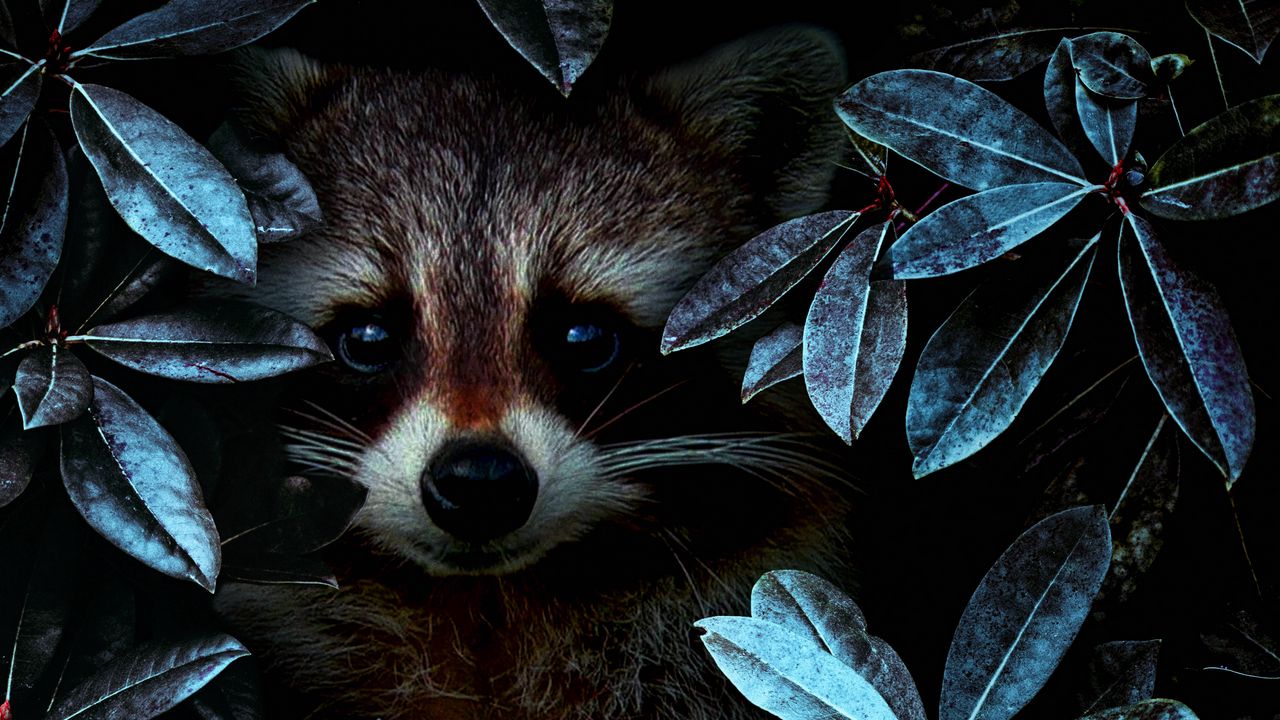 raccoon_leaves_disguise_119370_1280x720.jpg