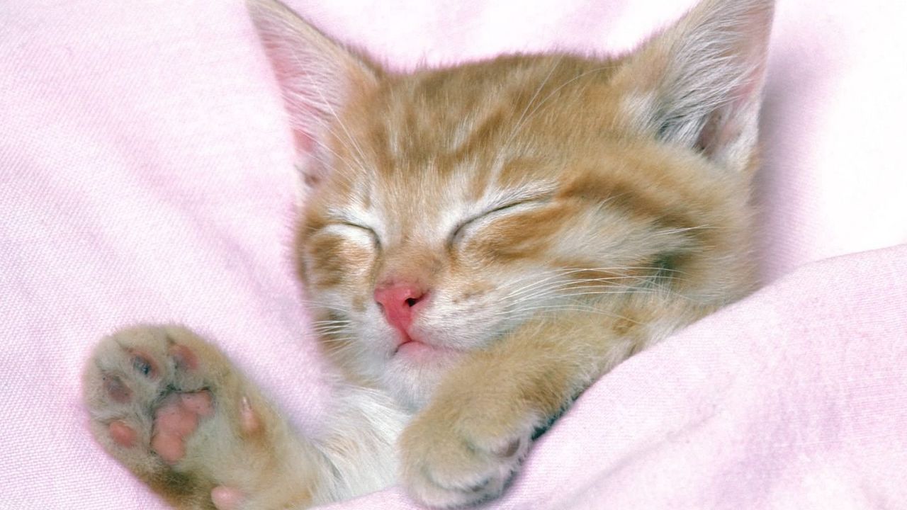 kitten_sleeping_baby_striped_89331_1280x720.jpg