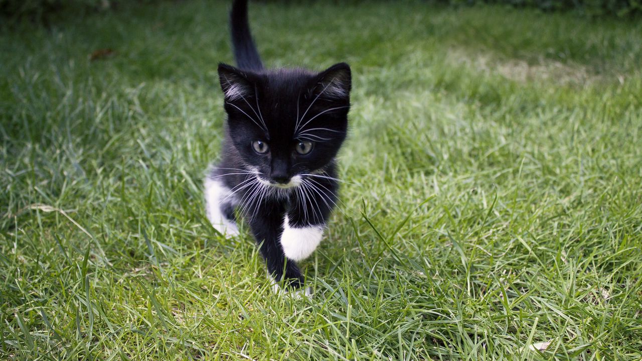 kitten_cat_grass_123220_1280x720.jpg