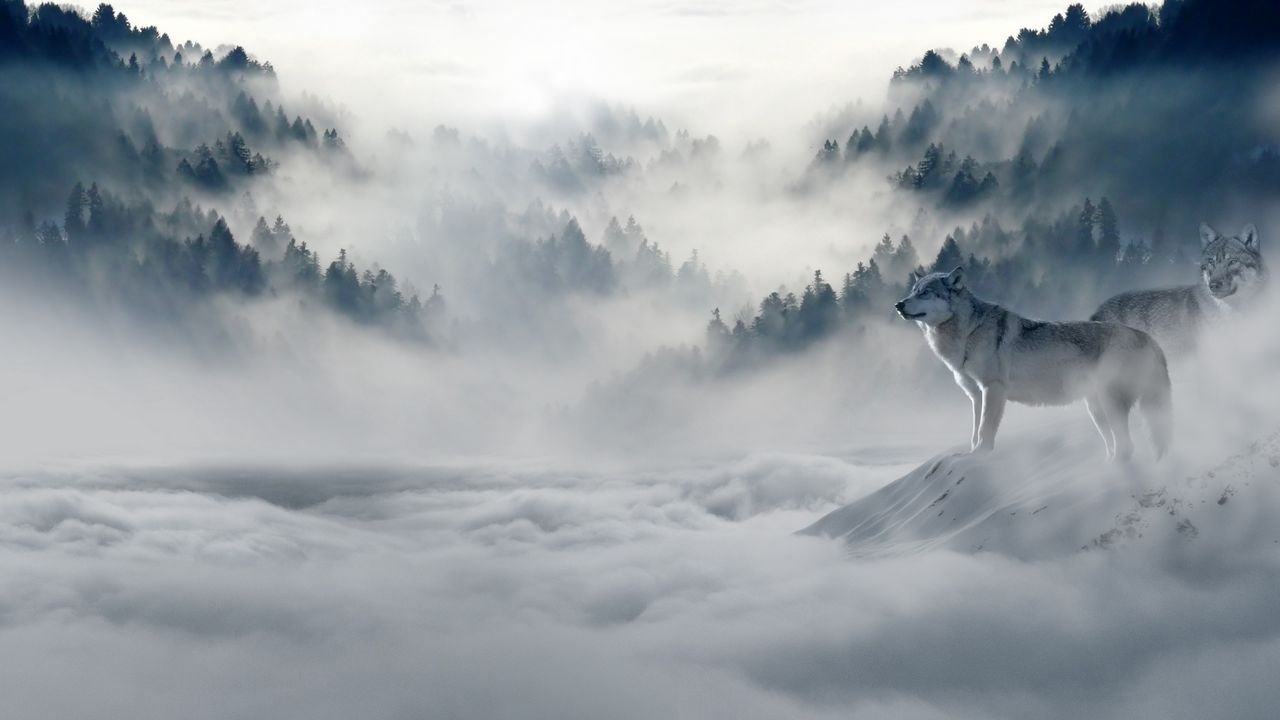 olves_predators_fog_snow_mountains_116660_1280x720.jpg