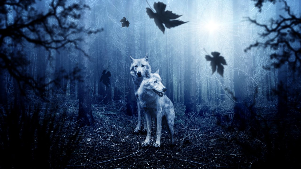 wolves_predators_forest_photoshop_118299_1280x720.jpg