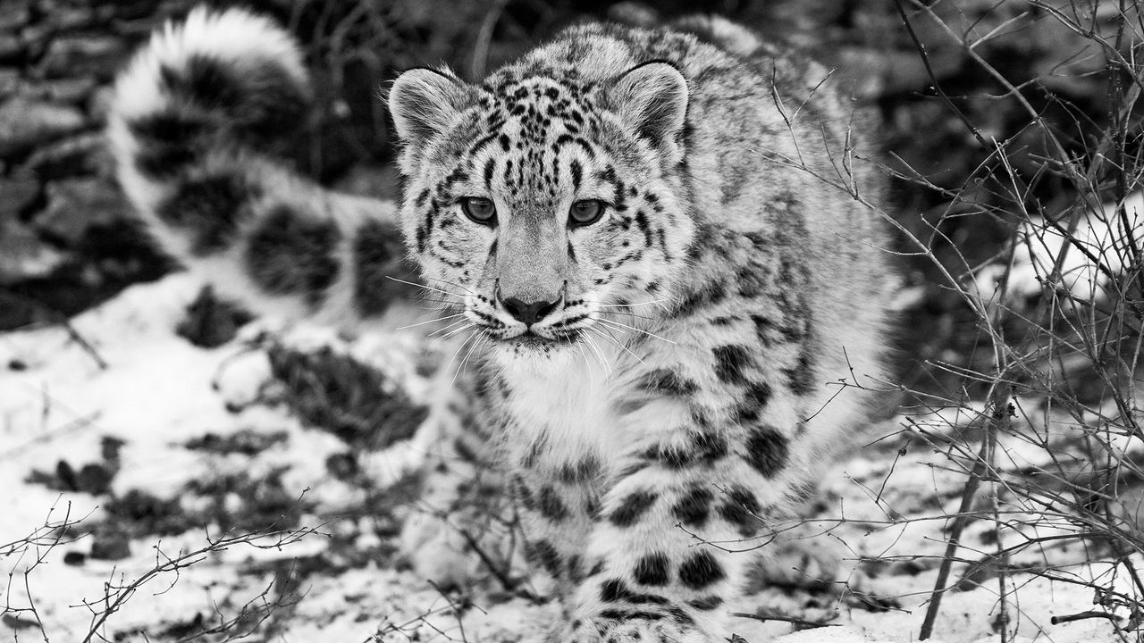 w_hunting_attention_black_and_white_57947_1280x720.jpg