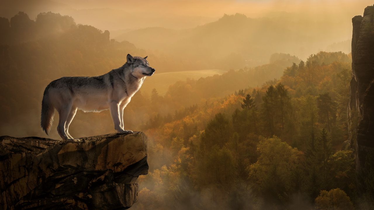 wolf_rock_precipice_predator_120088_1280x720.jpg