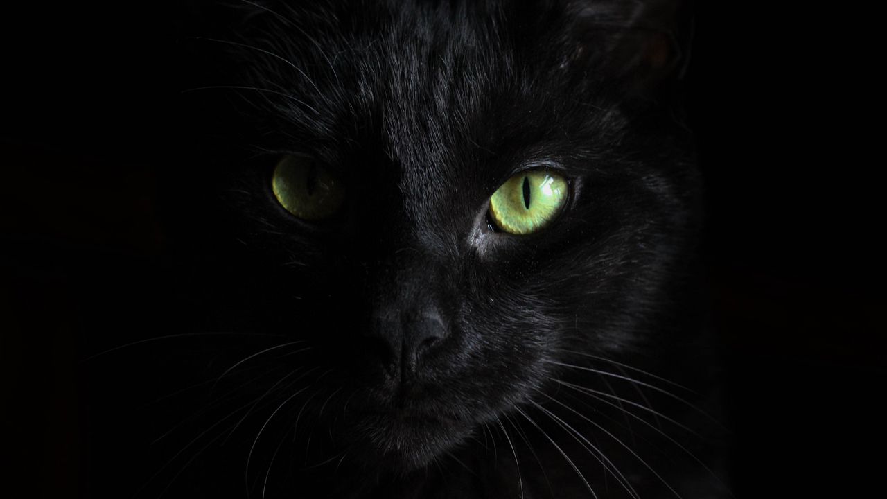 black_cat_muzzle_look_117261_1280x720.jpg